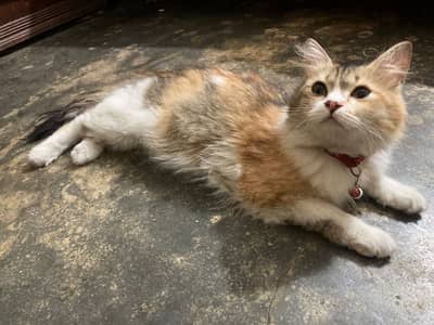 persian cat available for sale