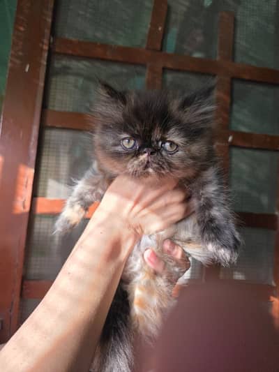 Peki face female kitten
