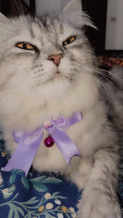 Persian cat triple coated for sale