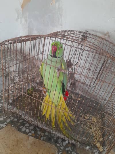 parrot for sale