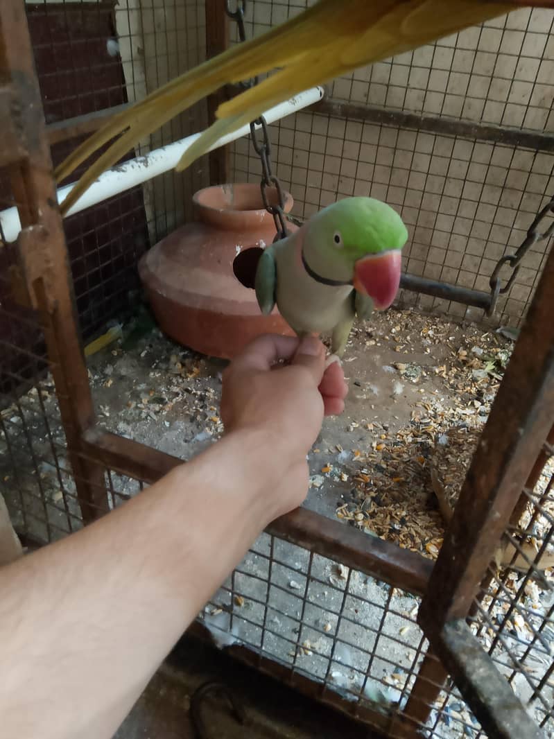 breeding pair 0