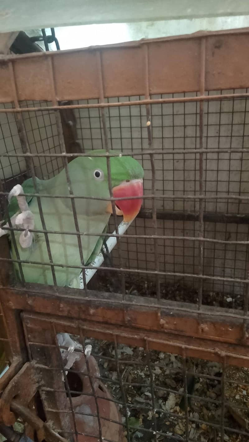 breeding pair 1