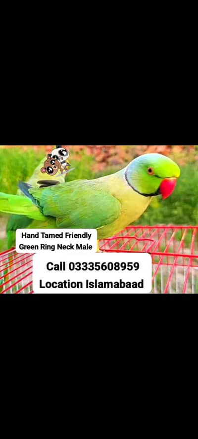 Hand Tamed Full Friendly Green Ring Neck Male Parrot