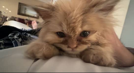 2.5 Months Old Pure Persian Female Kitten