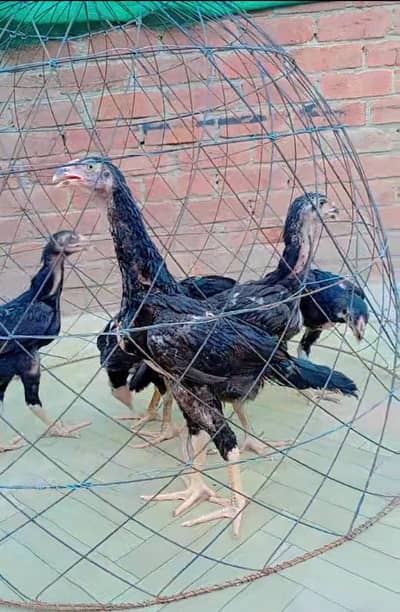 Pure Black Shamo Chicks