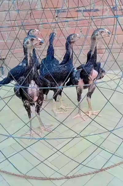 Pure Black Shamo Chicks