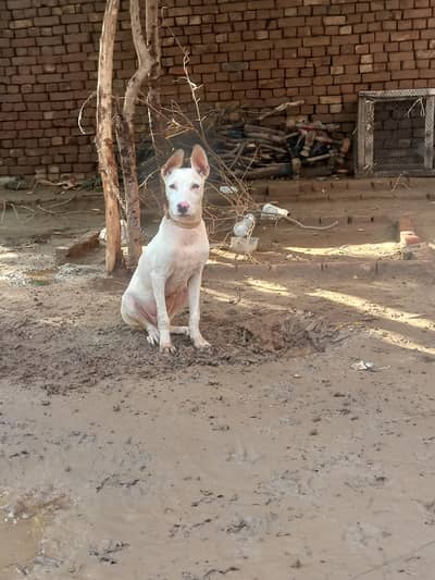 Gultair dog for sale