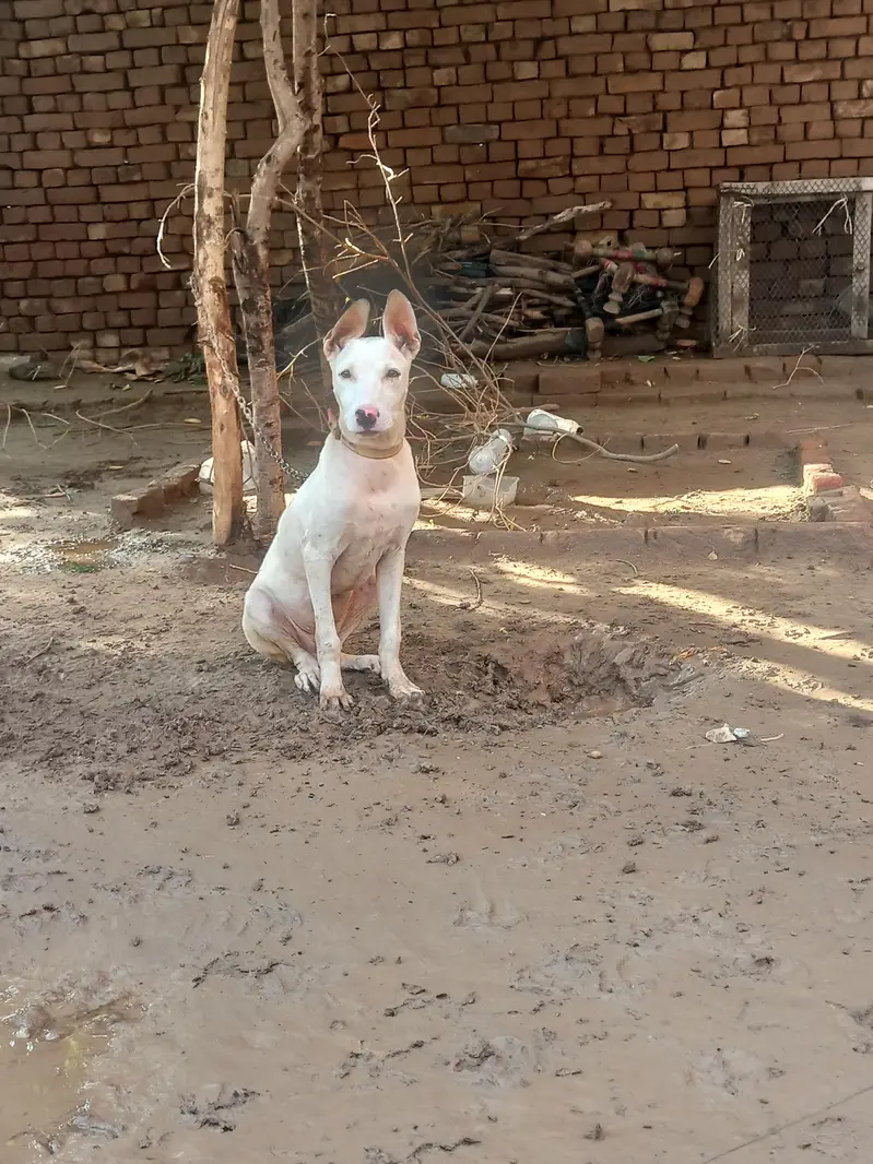 Gultair dog for sale