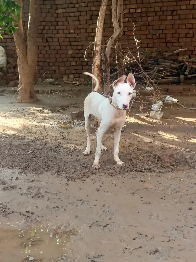 Gultair dog for sale — photo 2