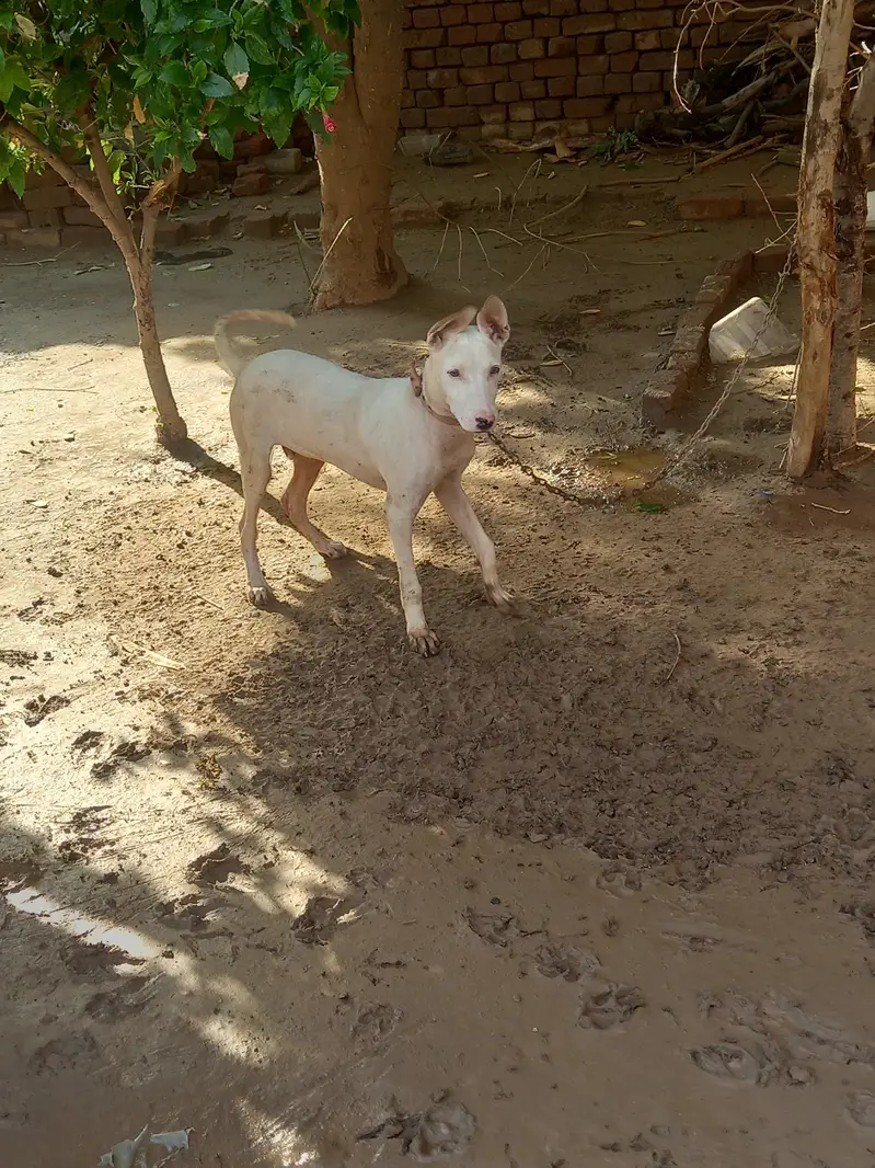 Gultair dog for sale — photo 3