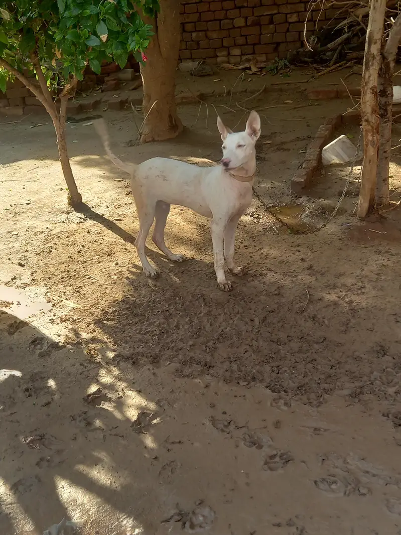 Gultair dog for sale — photo 4