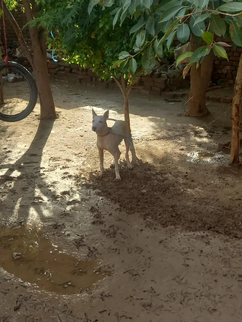 Gultair dog for sale — photo 5