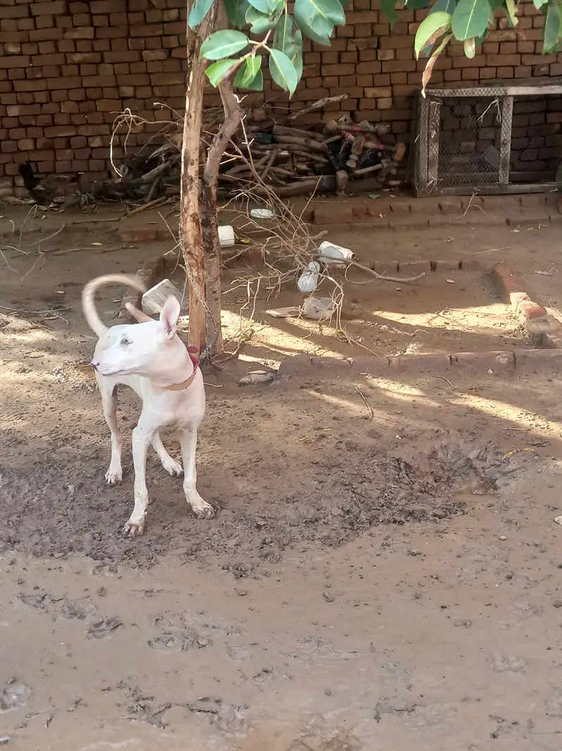 Gultair dog for sale — photo 6