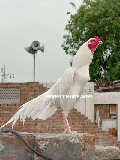 white aseel