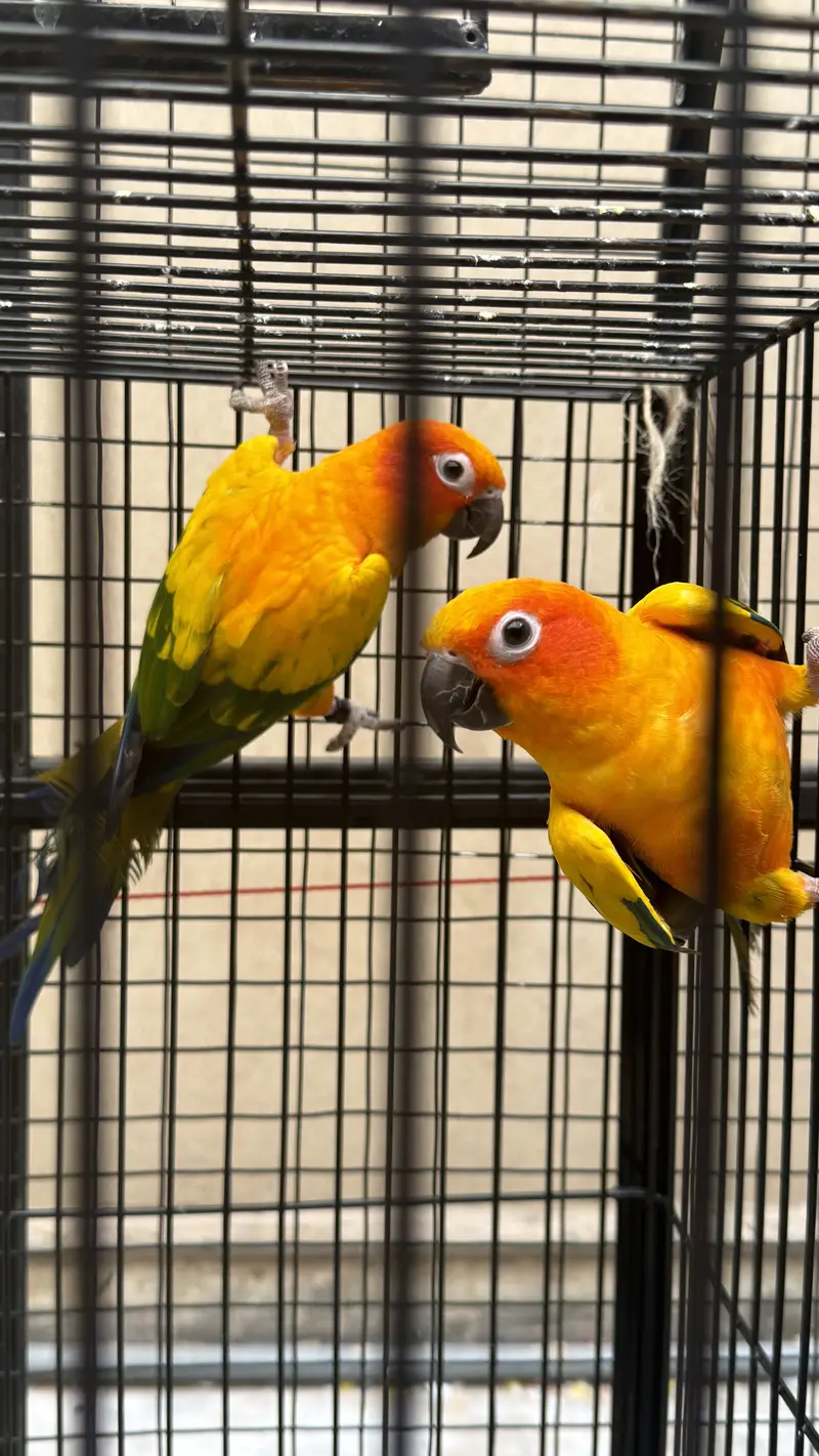 Sun conoure Parrots ( ready to breed )