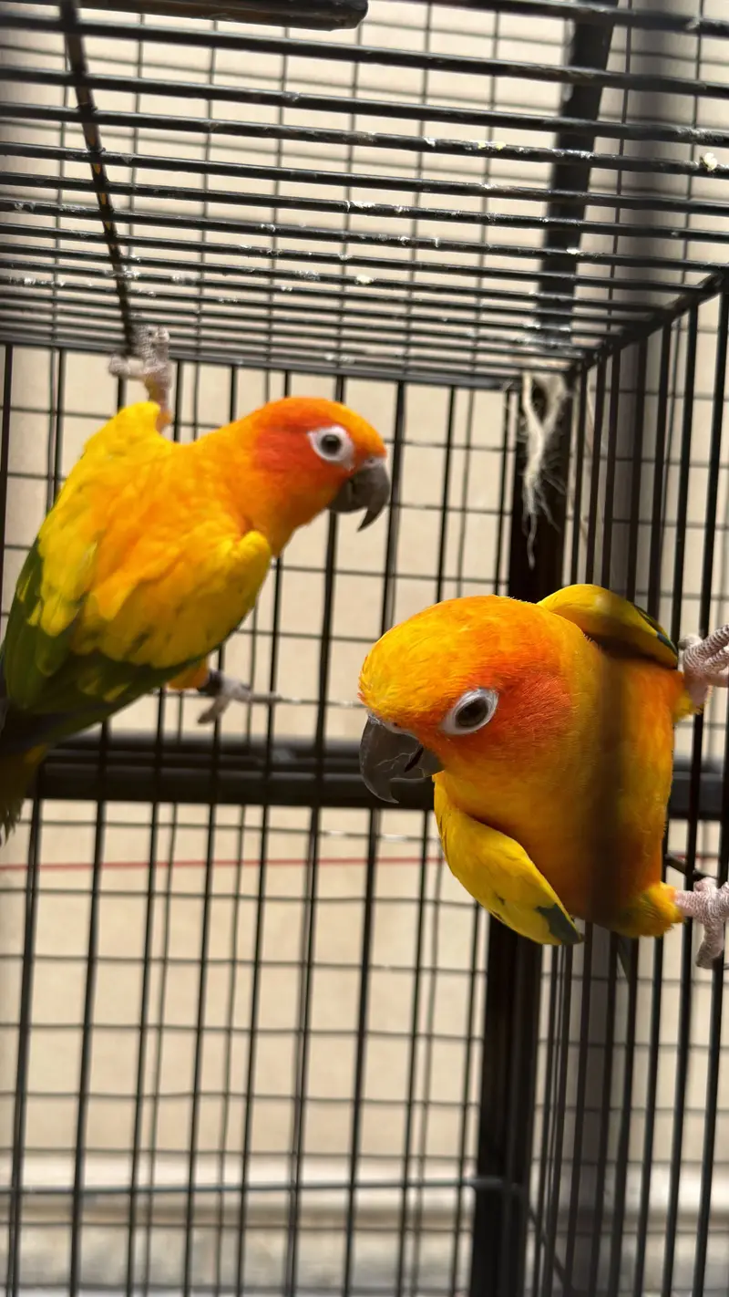 Sun conoure Parrots ( ready to breed ) — photo 2