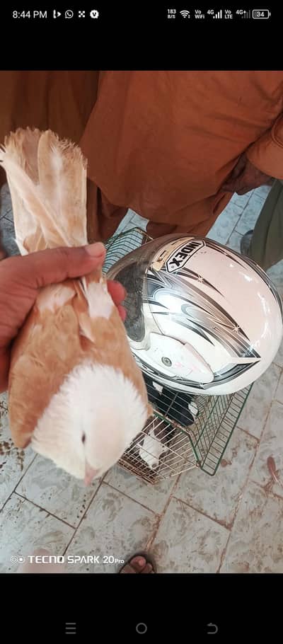 yellow karbali female03066419214