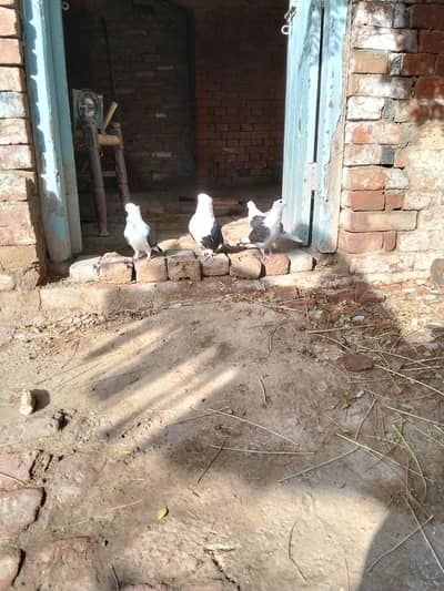pigeons for sale