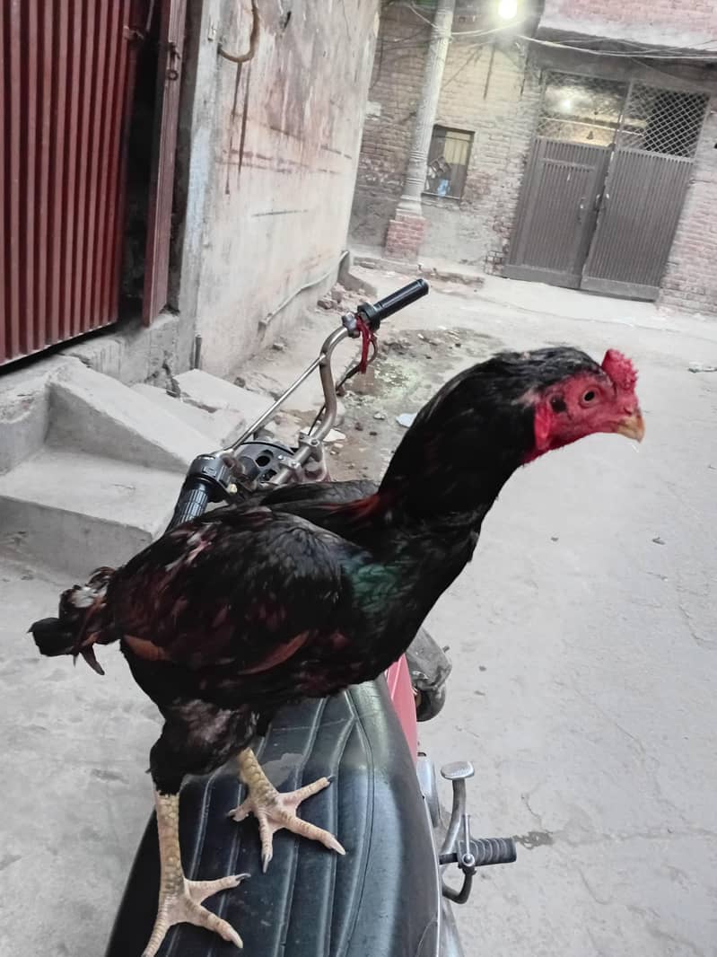 Aasel murga 2