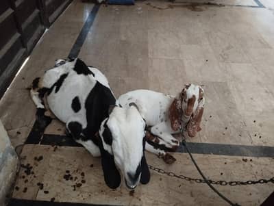 bakri + bacha 3 months Ka ha