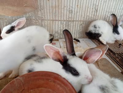 Babby Rabbits