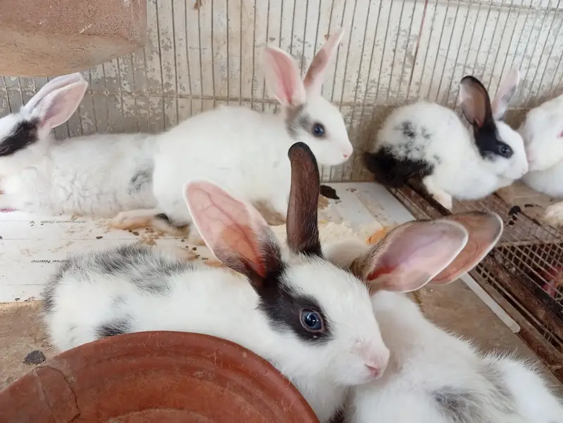 Babby Rabbits — photo 2