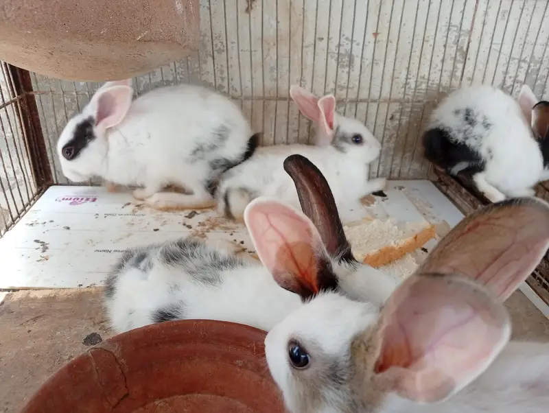 Babby Rabbits — photo 3