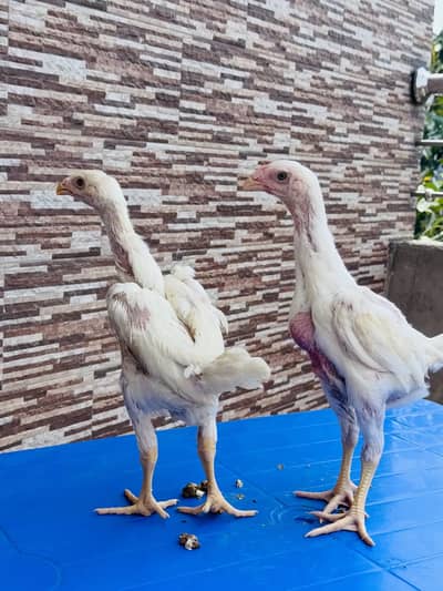 White shamo chicks | for sale | top quality chicks