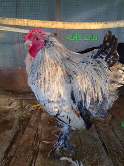 Bantam Male/Cock