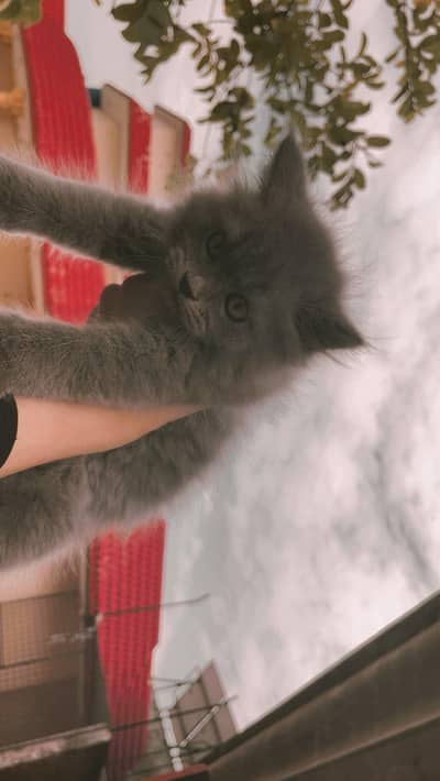 Persian cat