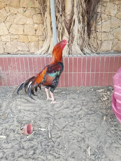 hight quality pair mushka madi lakha Male