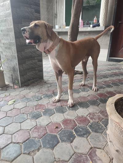 Bull dog for stud only (Cross)