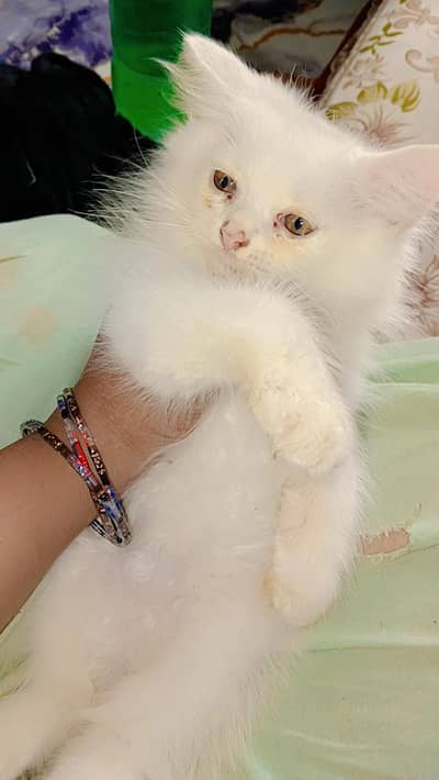 Persian cat pair available