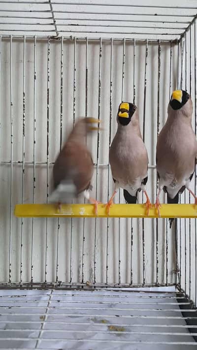 marks finch for sale