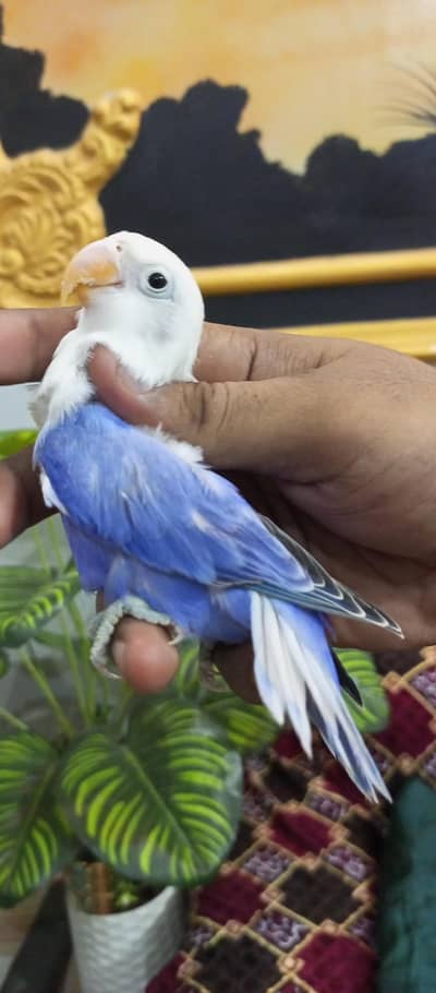 VIOLET OPALINE//DUNFALLOW