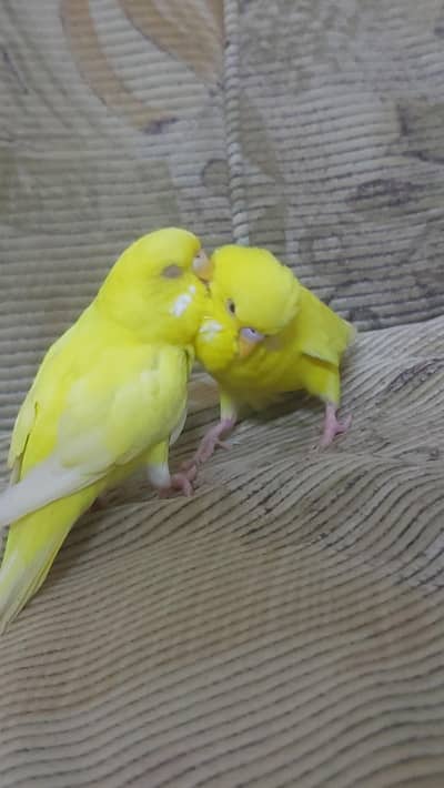 Hand Tamed Well Manered Trained Budgies Graunteed