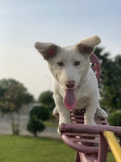 Russian breed 6 month old