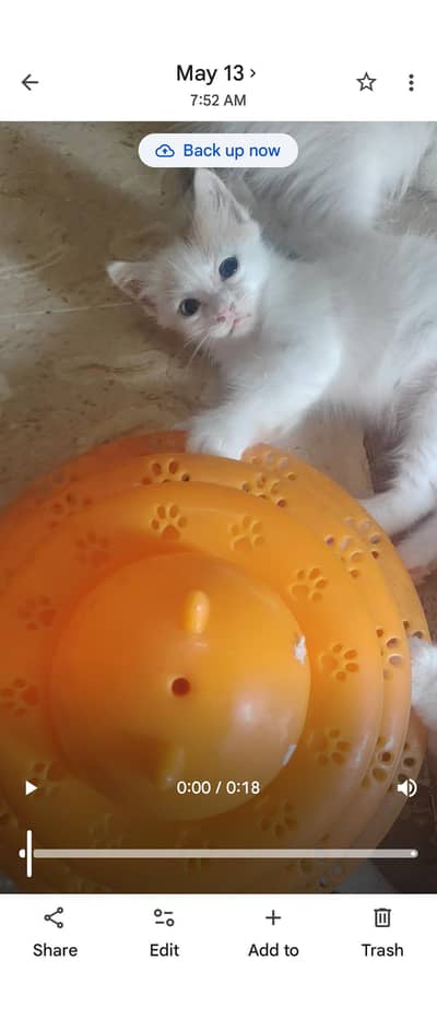 kittens for adoption minimum adoption charges 0341-2277579