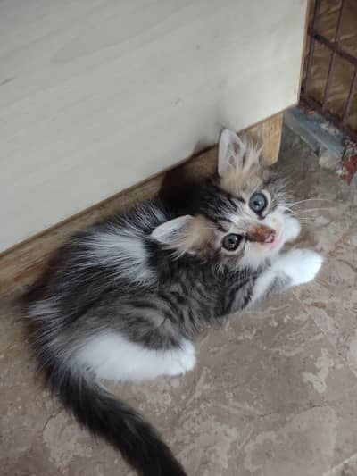 kittens for adoption minimum adoption charges 0341-2277579