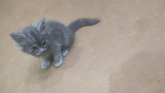 cat baby 3 cood