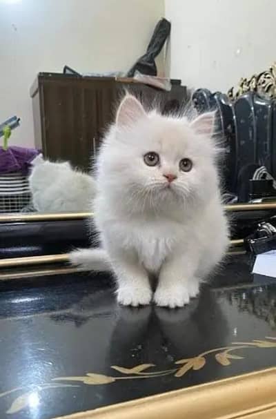 Persian cat for sale my WhatsApp number  03703659905