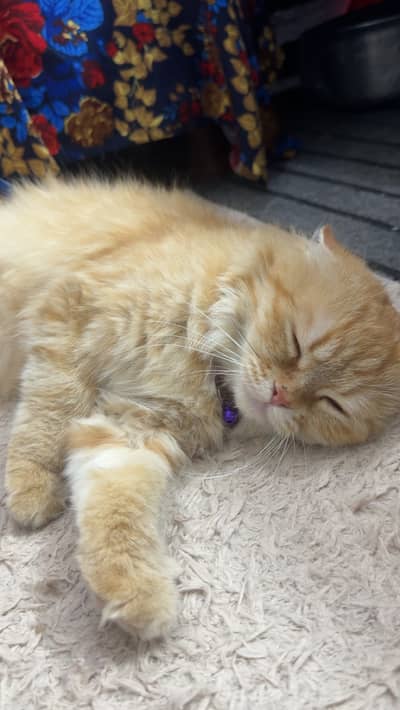 Cat for sale