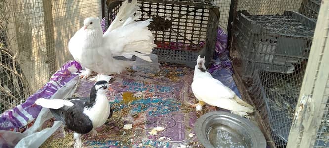 English fantail 03234548119
