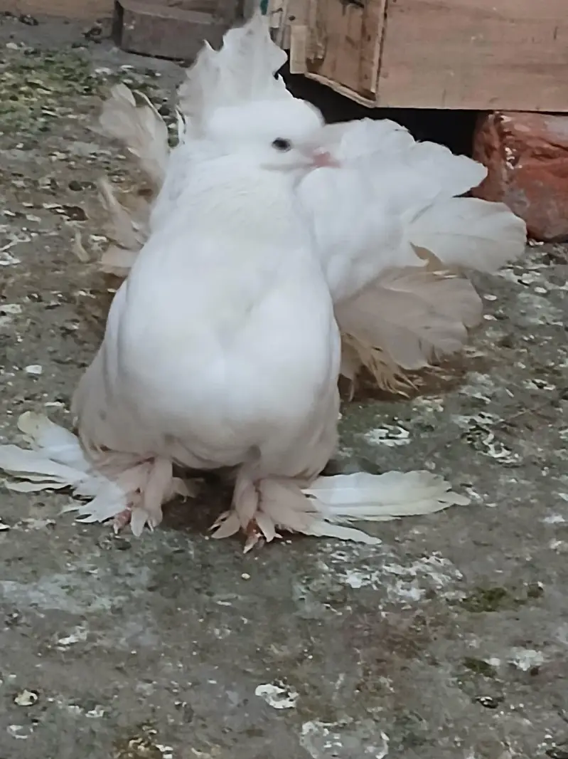 English fantail 03234548119 — photo 2