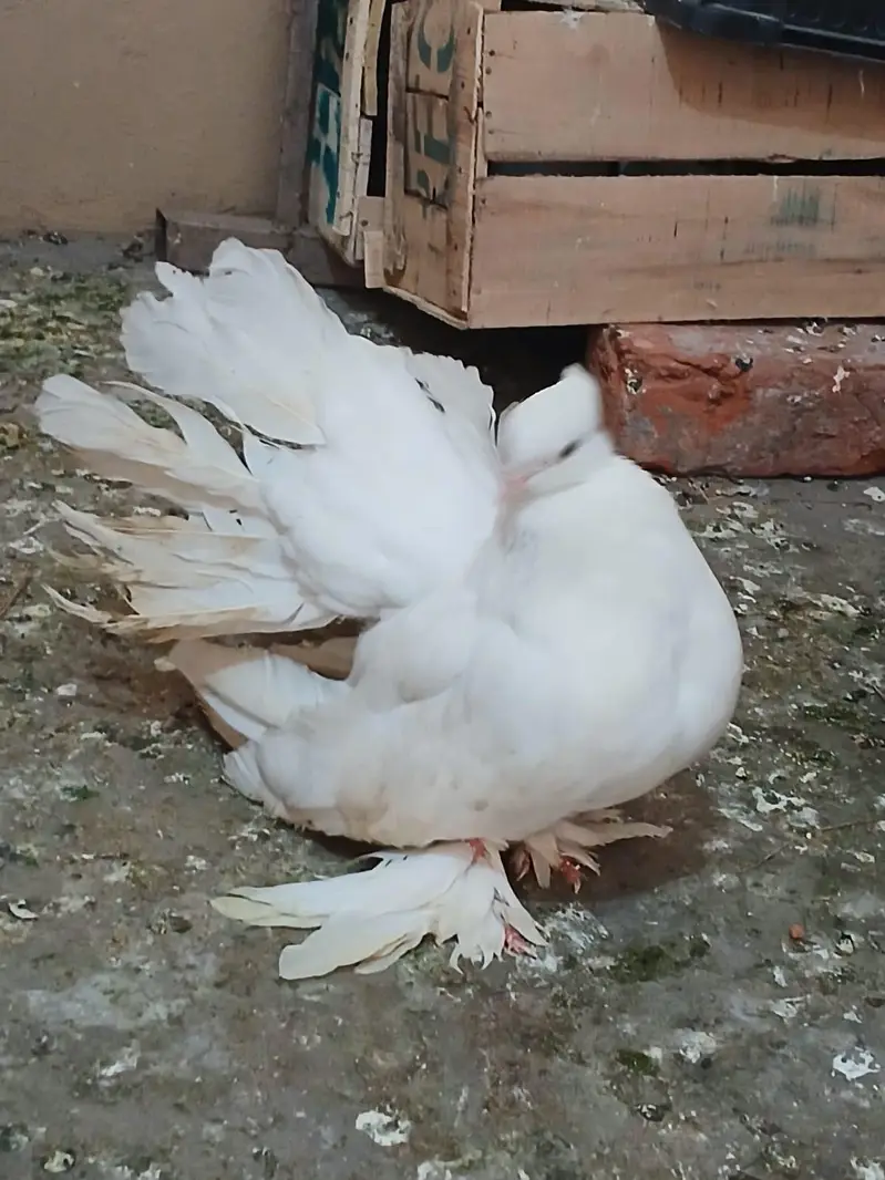 English fantail 03234548119 — photo 3