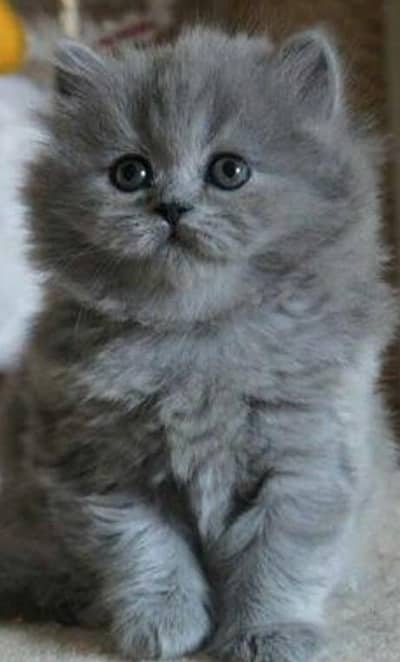 Very friendly and fluffy very playful triple coated Persian kittens