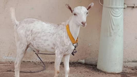 teedy bakre for sale