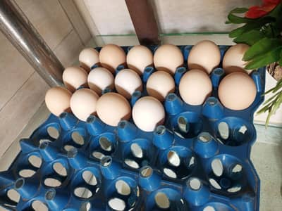 hens for sale | Desi hens for sale | high production eggs laying hens