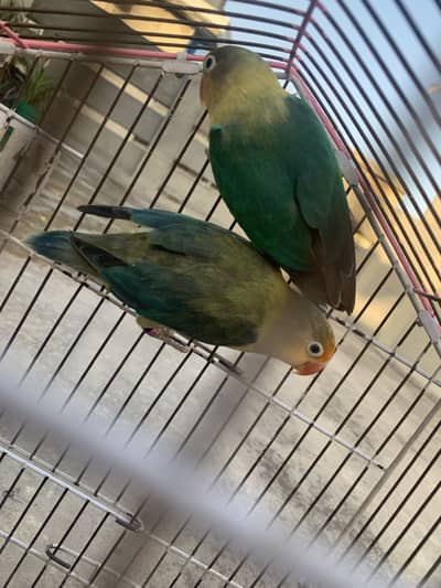 Love birds