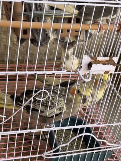 7 cocktails  1 pair breeder